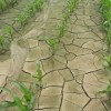 Půda kvůli suchu nepřijme téměř žádné srážky.